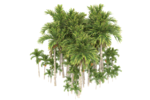 palma alberi isolato su trasparente sfondo. 3d interpretazione - illustrazione png