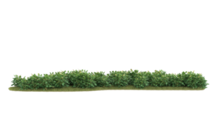 Realistic foliage isolated on transparent background. 3d rendering - illustration png