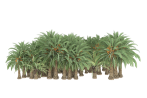 Palm trees isolated on transparent background. 3d rendering - illustration png