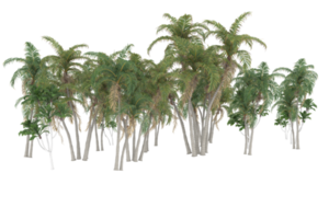 Palm trees isolated on transparent background. 3d rendering - illustration png