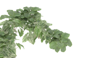 Realistic foliage isolated on transparent background. 3d rendering - illustration png