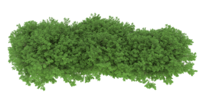 realistischer wald lokalisiert auf transparentem hintergrund. 3D-Rendering - Abbildung png