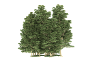 forêt réaliste isolée sur fond transparent. rendu 3d - illustration png