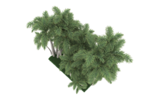 palm bomen geïsoleerd Aan transparant achtergrond. 3d renderen - illustratie png