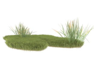 Realistic foliage isolated on transparent background. 3d rendering - illustration png