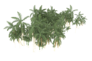 palma alberi isolato su trasparente sfondo. 3d interpretazione - illustrazione png