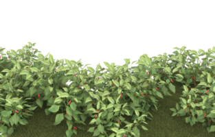 Realistic foliage isolated on transparent background. 3d rendering - illustration png