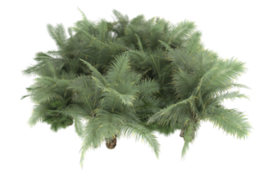 palm bomen geïsoleerd Aan transparant achtergrond. 3d renderen - illustratie png