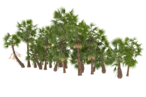 Palm trees isolated on transparent background. 3d rendering - illustration png