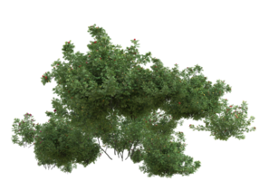 Realistic foliage isolated on transparent background. 3d rendering - illustration png