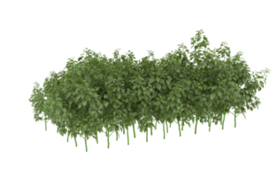 Realistic foliage isolated on transparent background. 3d rendering - illustration png