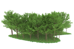 forêt réaliste isolée sur fond transparent. rendu 3d - illustration png