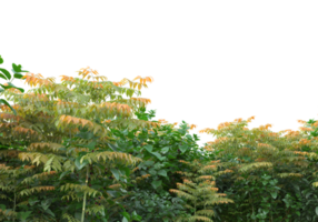 Realistic foliage isolated on transparent background. 3d rendering - illustration png