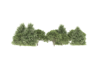 Realistic foliage isolated on transparent background. 3d rendering - illustration png