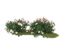 Realistic foliage isolated on transparent background. 3d rendering - illustration png