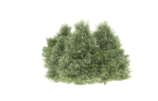 Realistic foliage isolated on transparent background. 3d rendering - illustration png