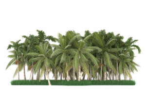 Palm trees isolated on transparent background. 3d rendering - illustration png