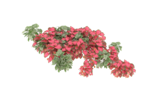 Realistic foliage isolated on transparent background. 3d rendering - illustration png