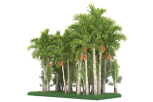 Palm trees isolated on transparent background. 3d rendering - illustration png