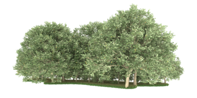 Realistic forest isolated on transparent background. 3d rendering - illustration png