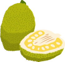 jackfruit png graphic clipart design