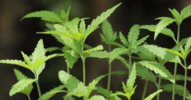 délicates feuilles fraîches de plante de cannabis sativa, marijuana pendant la saison de croissance 4k video