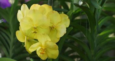 mooi orchidee bloem bloeiend Bij regenachtig seizoen. vanda orchidee. 4k video