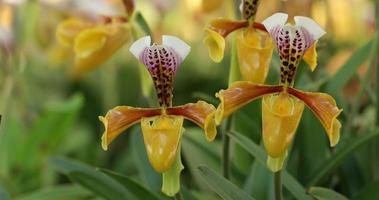 mooi orchidee bloem bloeiend Bij regenachtig seizoen. paphiopedilum orchideeën. of dames- pantoffel. 4k video