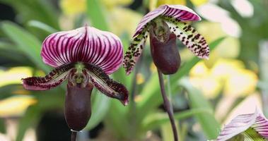 belle fleur d'orchidée qui fleurit à la saison des pluies. paphiopedilum orchidacées. ou la pantoufle de dame. 4k video