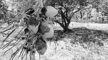 cocos amarelos pendurados na barraca na natureza tropical méxico. video