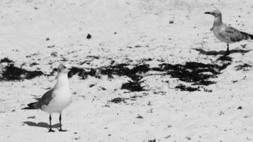 Seagull Seagulls walking on beach sand Playa del Carmen Mexico. video