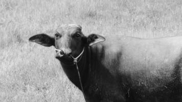 vatten buffel ser på kamera tropisk natur på fält thailand. video