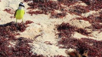 Great Kiskadee yellow bird birds eating sargazo on beach Mexico. video