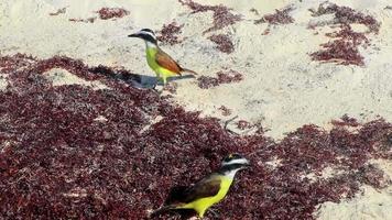 gran pájaro amarillo kiskadee pájaros comiendo sargazo en la playa de méxico. video