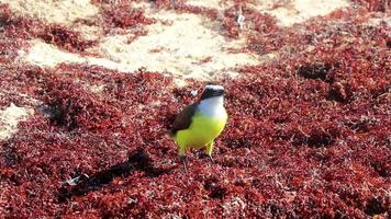 Great Kiskadee yellow bird birds eating sargazo on beach Mexico. video