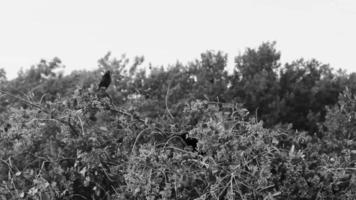 Great-tailed Grackle birds sitting on tropical tree crown Mexico. video