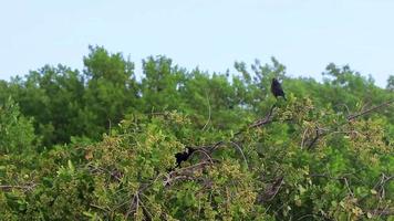 pájaros grackle de cola grande sentados en la corona de un árbol tropical méxico. video