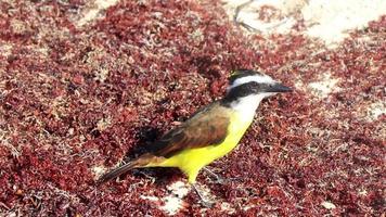 gran pájaro amarillo kiskadee pájaros comiendo sargazo en la playa de méxico. video
