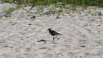 Sandpiper snipe sandpipers bird birds eating sargazo on beach Mexico. video