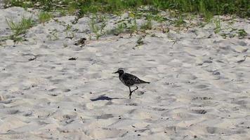 maçarico snipe maçaricos pássaro pássaros comendo sargazo na praia méxico. video