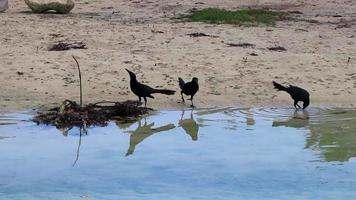 coda grande grackle uccello uccelli potabile acqua di cenote Messico. video