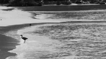 Super goed zwart water vogel reiger ooievaar visvangst wandelen water Thailand. video