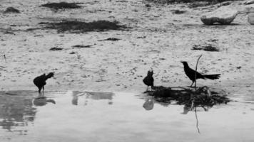pájaro grackle de cola grande pájaros bebiendo agua del cenote méxico. video