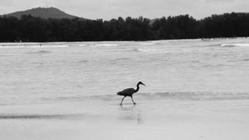 Great black water bird heron stork fishing walking water Thailand. video