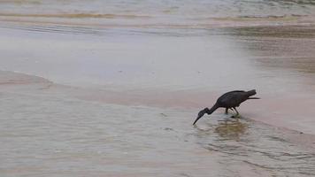 Great black water bird heron stork fishing walking water Thailand. video