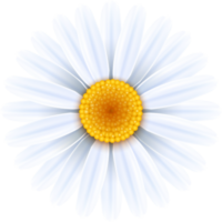 Gänseblümchen Blumen Symbol png