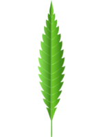 ilustración de hoja de marihuana png