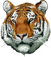 ilustración de cara de tigre png