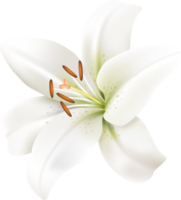 lilies flowers symbol png