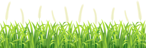 Green grass element seamless png